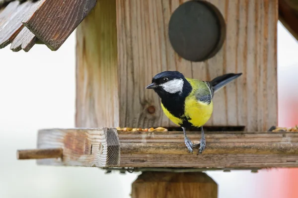 Cute little Great tit bird in yellow and black color perching on wooden bird feeder