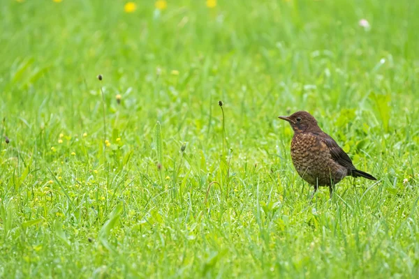 Cute little female Eurasian Blackbird, Juvenile Common Blackbird