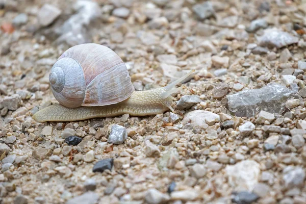 Burgundy snail, Roman snail, white edible snail with shell crawling on the ground