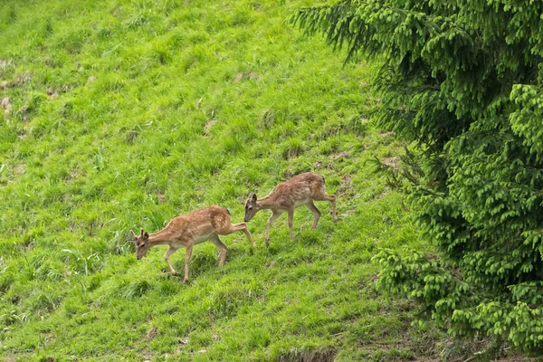 Young male and female red deer walking down the mountain with green meadow