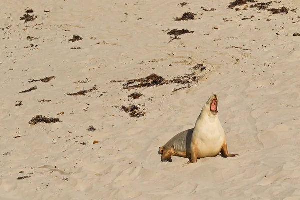 Sleepy moment for Australian Sea Lion yawning with mouth opened