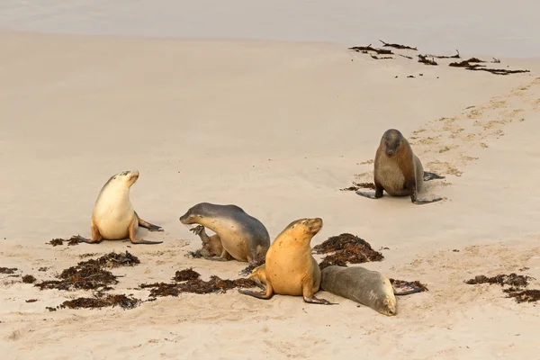 Australian Sea Lions sunbathing on sand after swimming at Seal Bay, Kangaroo Island, South Australia