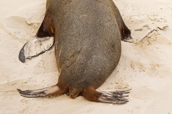 Australian Sea Lion showing back, tail, posterior and anterior flippers on sand