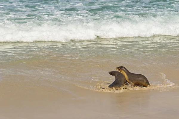 Australian Sea Lions playing with sea water at Seal Bay, Kangaroo Island