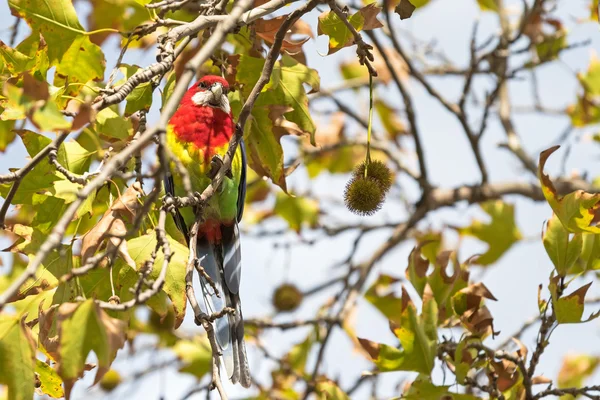 Eastern Rosella bird perching on Sweet Gum tree branch in South Australia