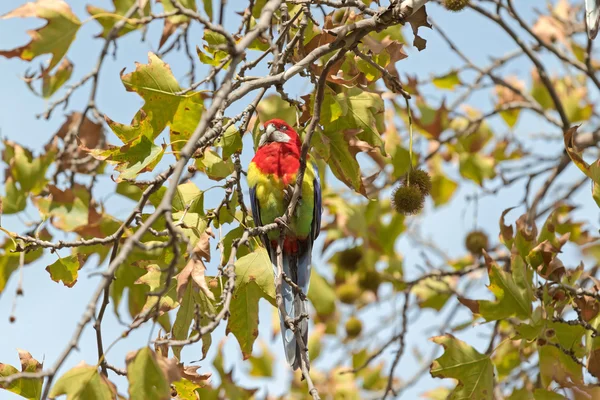 Eastern Rosella bird resting on Sweet Gum tree branch, South Australia