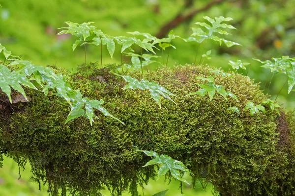 Epiphytic fern and fresh green Peat moss, Sphagnum Moss growing  in forest