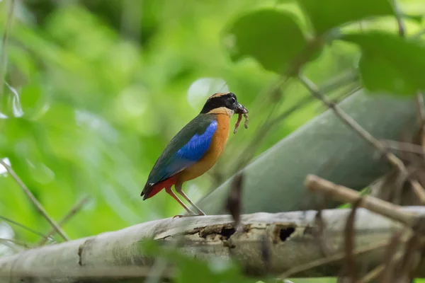Blue-winged Pitta bird in beautiful brown and blue wing with worm in beaks