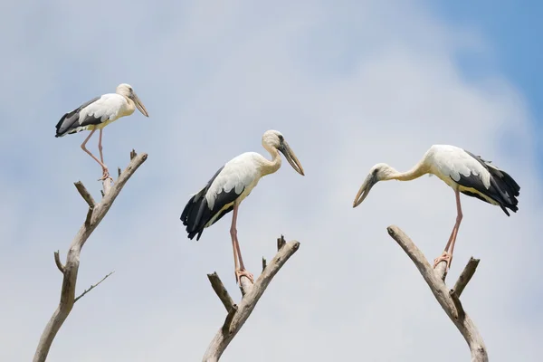 The Asian openbill stork, large wading bird with gap between beaks
