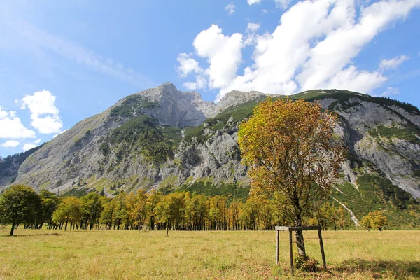 Maple trees (Greater Ahornboden) in Autumn at Karwendel Mountains, Tyrol, Austria