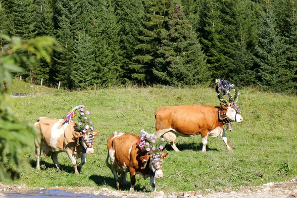 Austrian cow with a headdress during a cattle drive (Almabtrieb Festival) in Tyrol, Austria