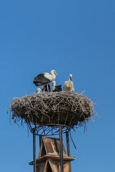 A big nest of Stork birds on top of the roof in Burgenland, Austria