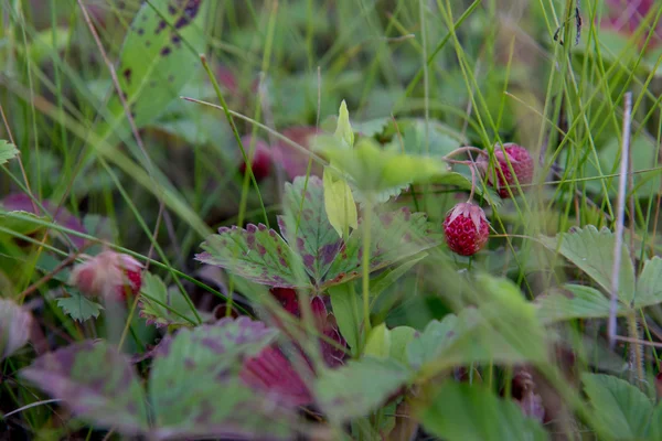 A lot of wild strawberries
