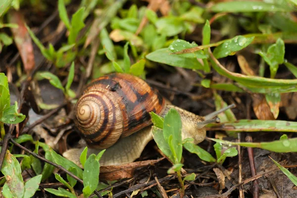 Garden snail in green grass. It crawl through green grass