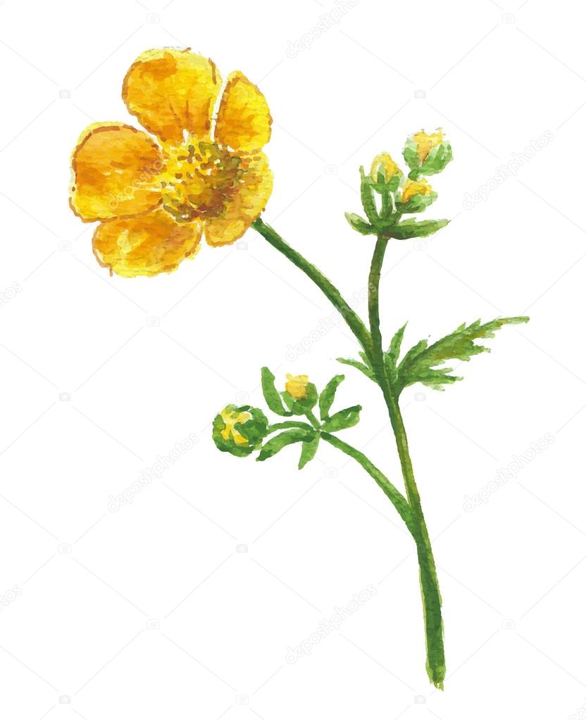 sm 246 rblomma gul blomma stock vektor 74593163 sm 246 rblomma gul blomma stock vektor 74593163