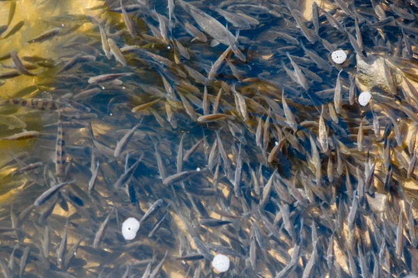 Plenty of small fishes in shallow water