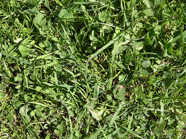 Texture green grass