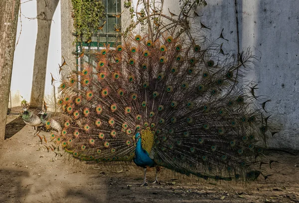 Peacock Courtship
