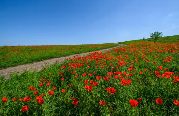 Endless fields of red poppies in the steppes of Kazakhstan.