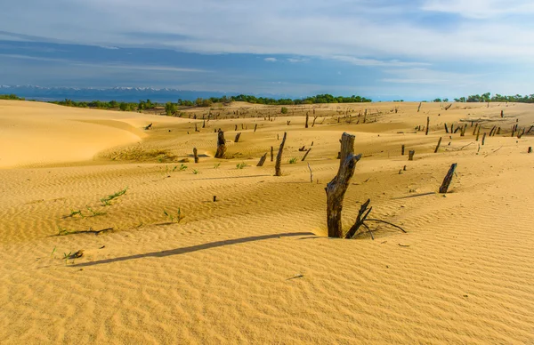 Dead trees in sand dunes
