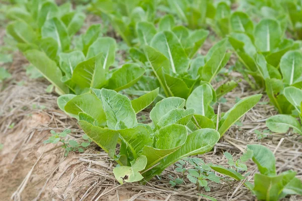 Cultivated field of vegetable  growing in rows, fresh  organic v