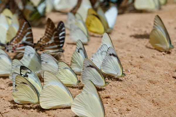 Diversity of butterfly species,Butterfly eating Salt licks on gr