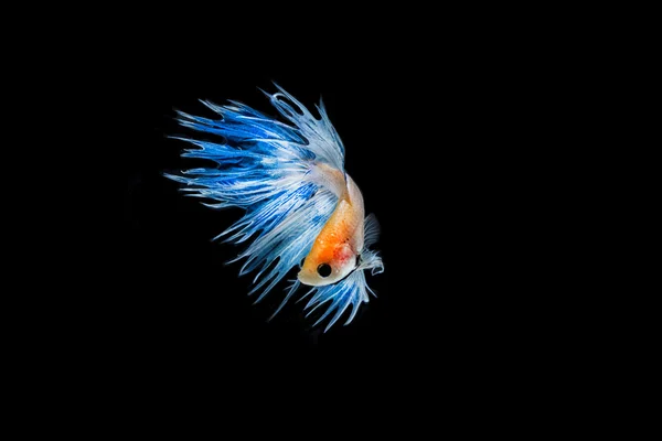 Moving moment of light blue siamese fighting fish isolated on bl