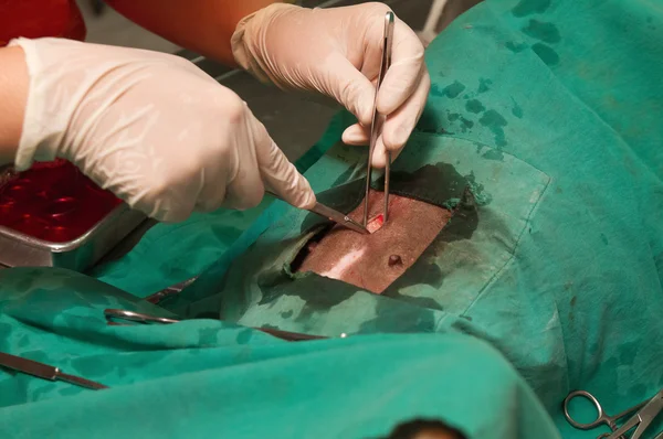 Animal surgery, vet makes incision in the abdomen prepared for