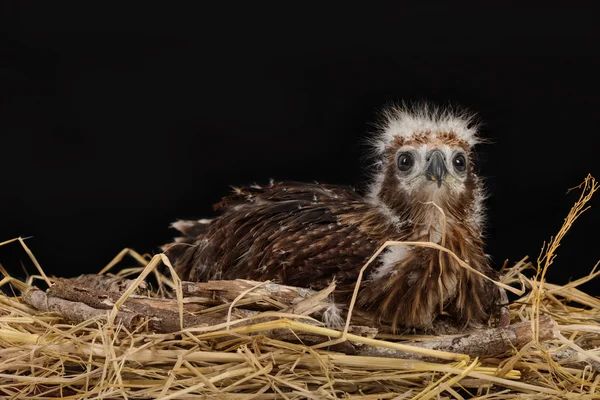 Young Brahminy Kite , Red-backed Sea-eagle in the nest