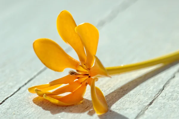 Yellow gardenia flower, Gardenia carinata Wallich