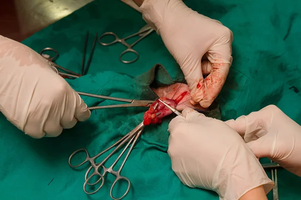 Surgical sterilization of dog in hospital