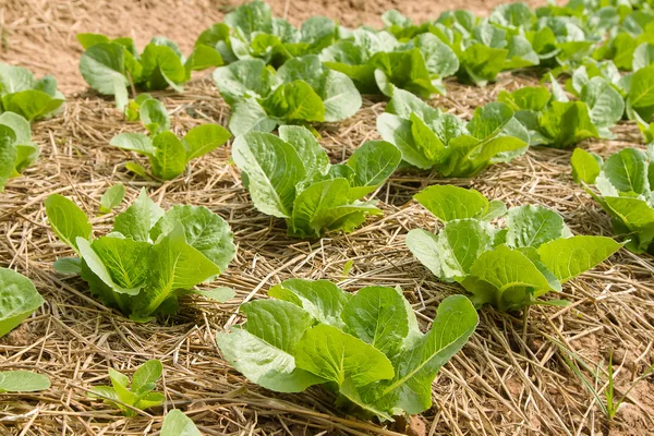 Growing vegetable  in rows in the vegetable garden ,vegetable cu