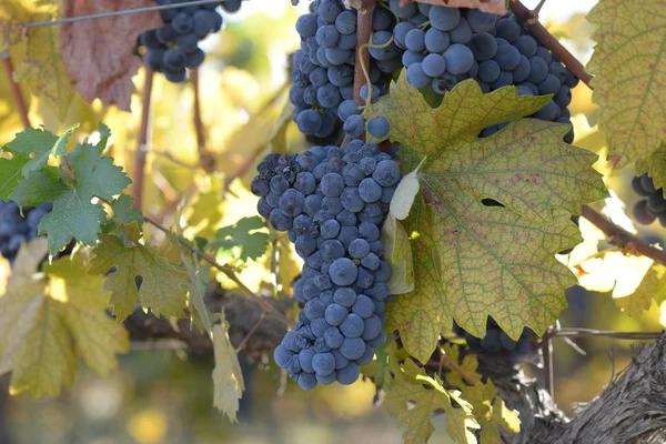 Grapes on the Vine in Autumn