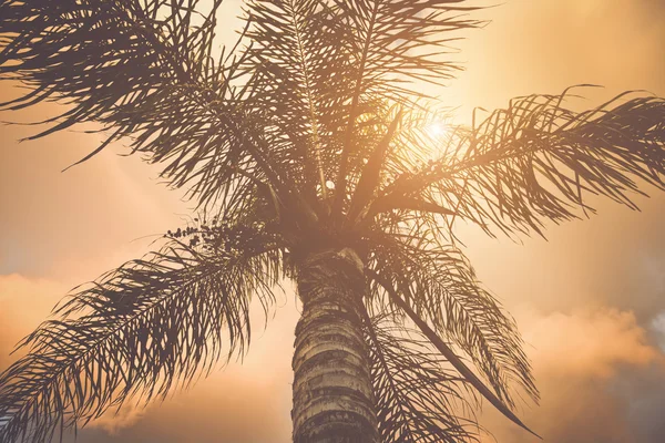 Palm Tree with  Retro Filter