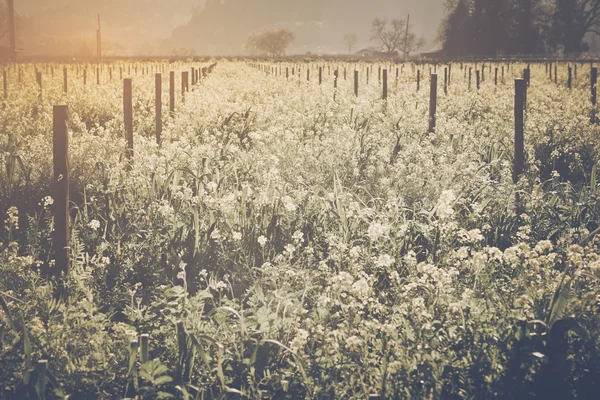 Vineyard in Spring with  Film Style Filter