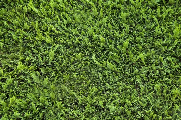 Green grass pattern