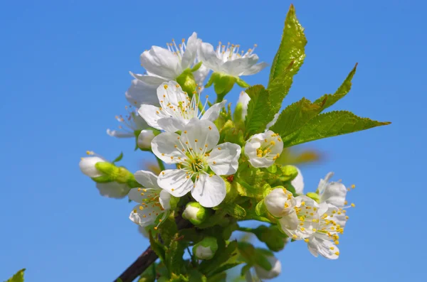 Cherry tree flower