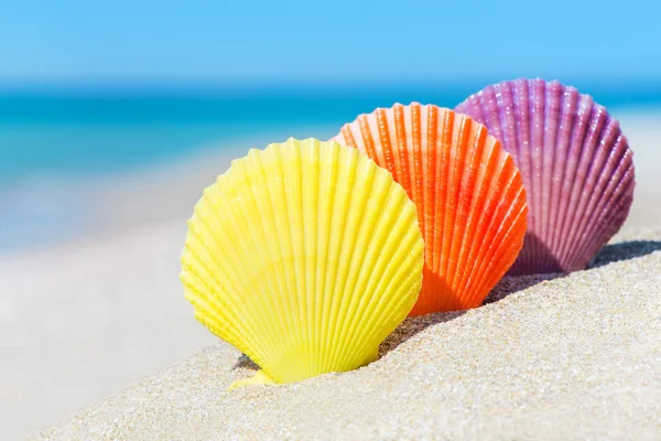 Scallop seashells on beach