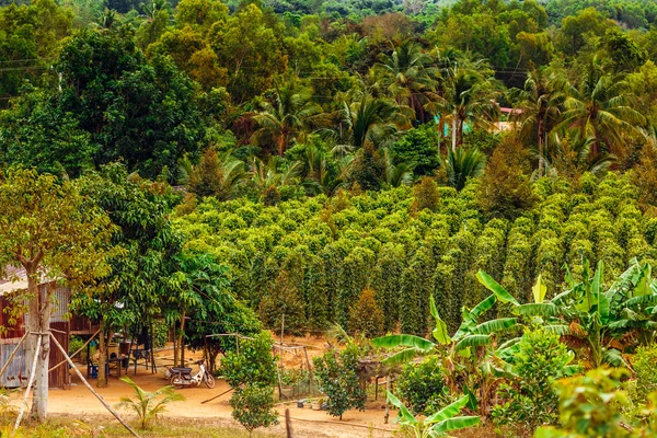 The top view on a pepper farm near the city of DuongDong, PhuQuoc island, Vietnam