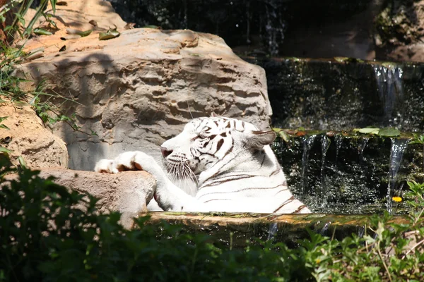 Tiger in the waterfall