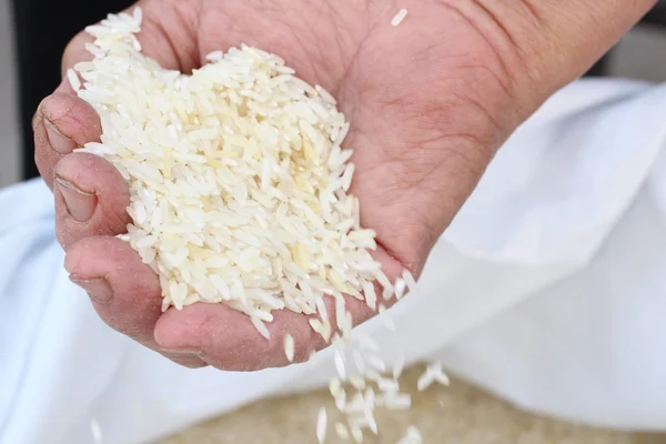 Raw rice grain with hand