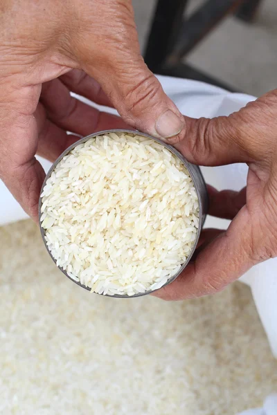 Raw rice grain with hands