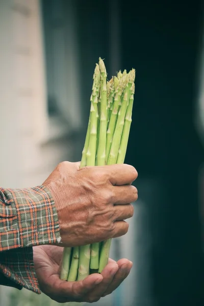 Bunch of asparagus with hands