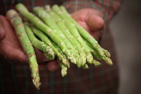 Bunch of asparagus with hands