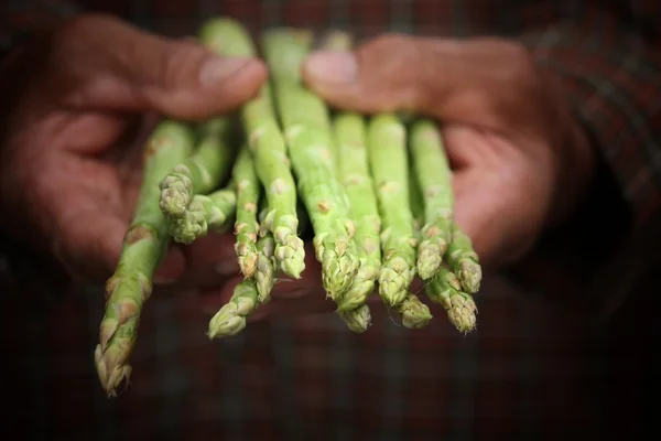 Bunch of asparagus with hands