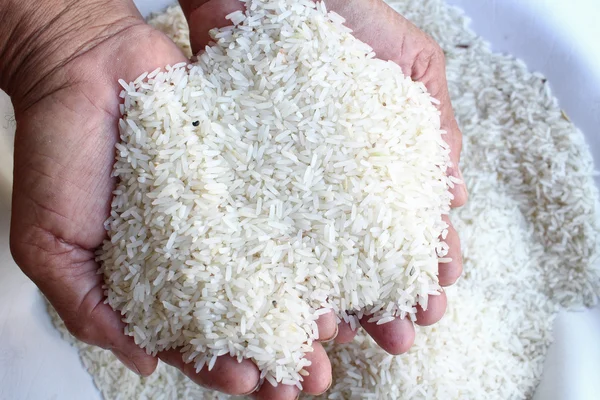 Raw rice grain with hands