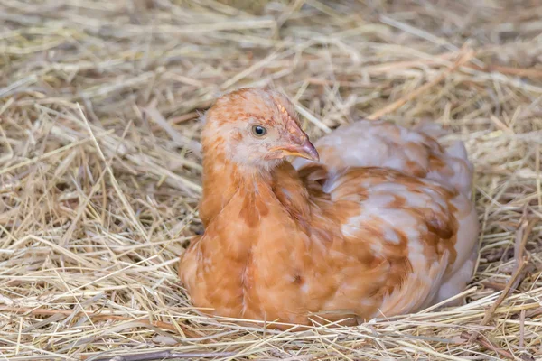 Small chicken straw eggs broody