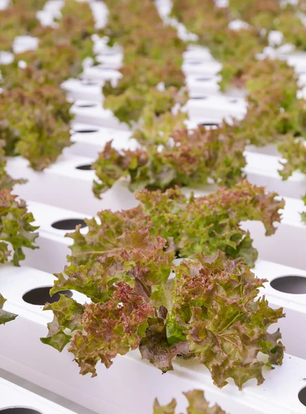 Close up of red coral leaf lettuce vegetables plantation