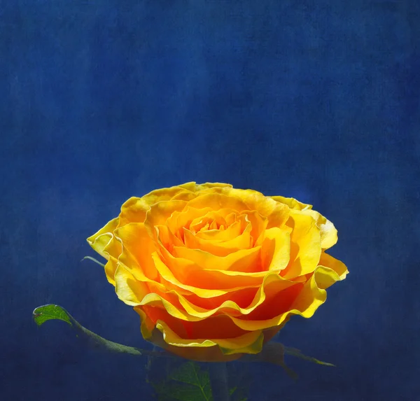 Yellow rose on dark blue background