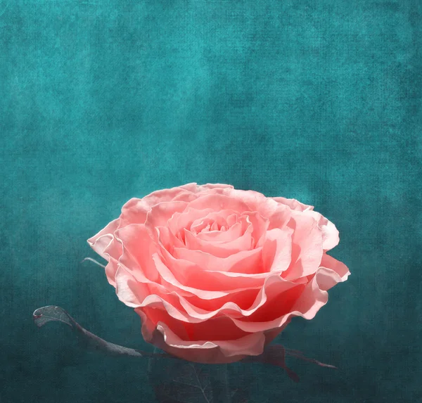 Pink rose on dark turquoise background
